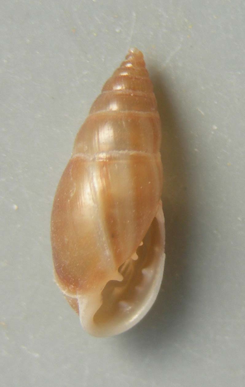 myosotella denticulata